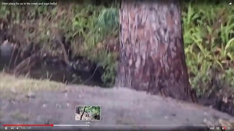 VIDEO FOOTAGE OF OTTER IN CREEK AS IT PLAYS AND SAYS HELLO!