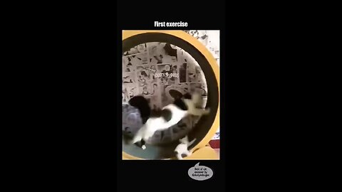 Cats funny compilation