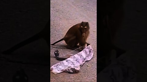 funny monkey 🙈||#shorts