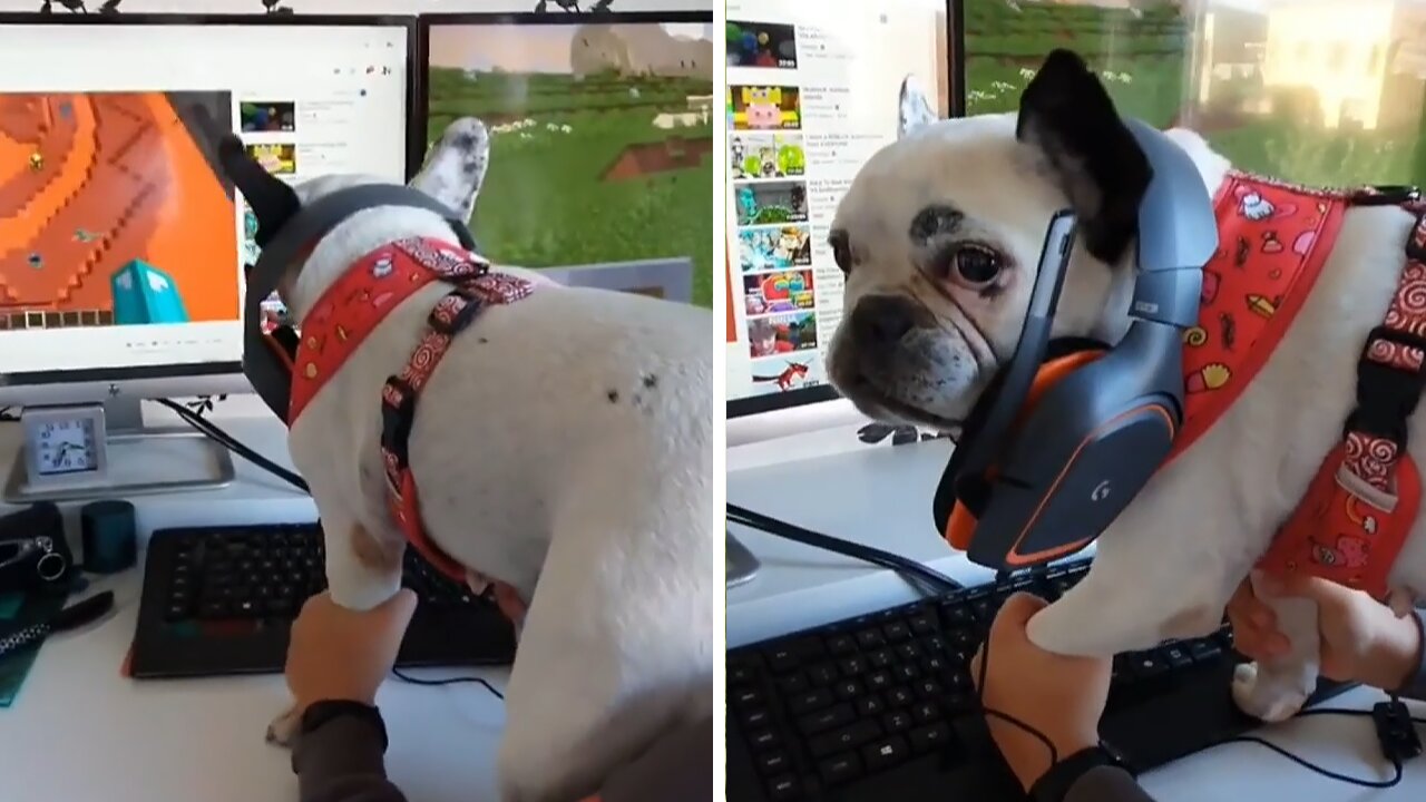 Gamer dog is ready for the weekend