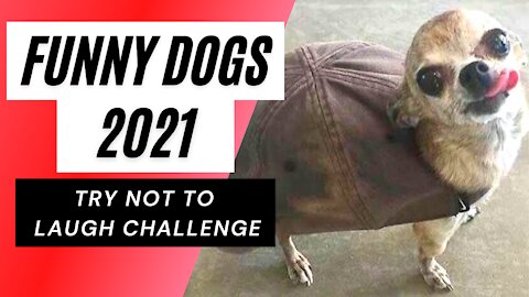 Funniest Dogs Compilation of 2021- WATCH TILL THE END