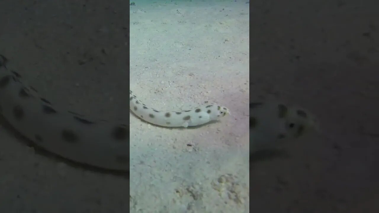 The white sea snake in search of food #shorts