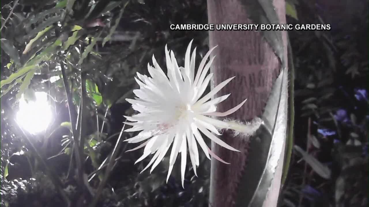 Rare moonflower cactus blooms for the first time in the U.K.