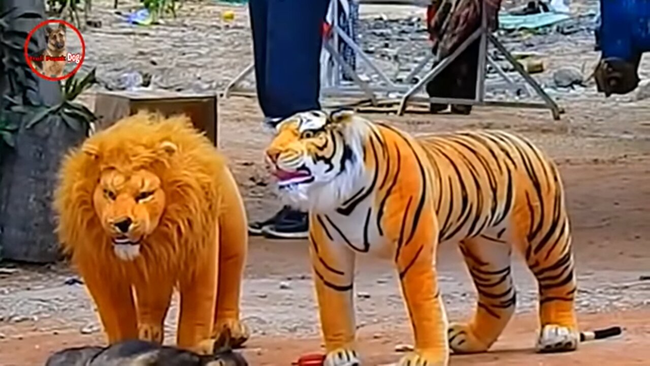 Pranking dog with fake lion and tiger dolls