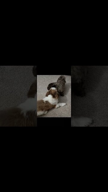 Shih Tzu's Max & Emmie #shorts