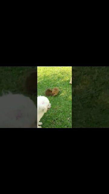 Hermosas nutrias bebés!!