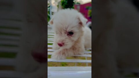 WHY.ARE.YOU.SO.CUTE??? #Puppy #Dogs #Shorts #Puppyvideo #Shortvideo #dog #doglover #cutedog #puppylo