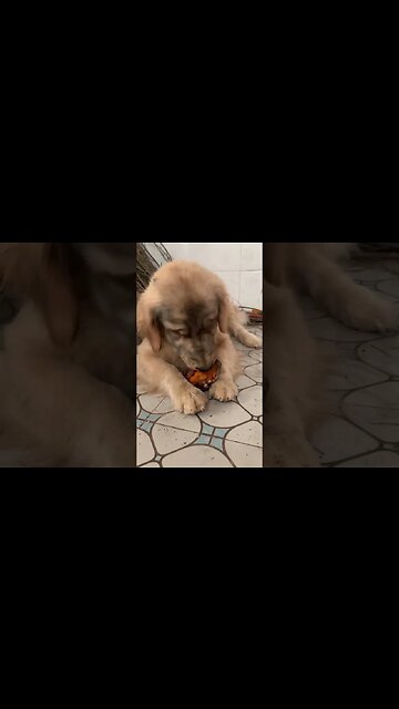 I was sleeping, and I heard my grandpa said that there are roasted sweet potatoes # shorts