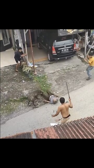 HUGE WILD SWINE ATTACKS CIVILIAN🏠🐽🚶🏻📸ON THE STREETS IN INDONISIA🐽🏠🚶🏻💫