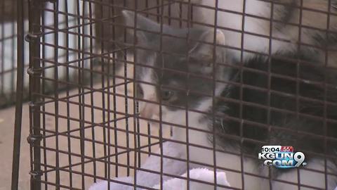 PACC responds to home with 40 cats