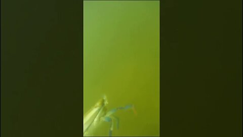 Crab grabs the camera