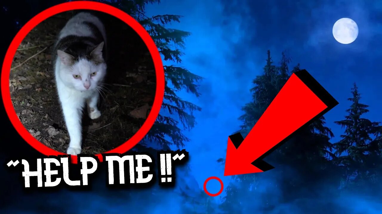 Rescuing Abandoned CAT Left in Haunted Forest | UK Snow Storm