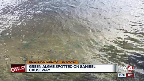 Algae spotted on Sanibel Causeway