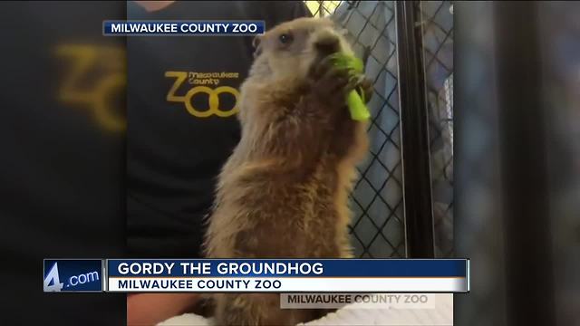 Milwaukee County Zoo welcomes "Gordy the groundhog" to their family