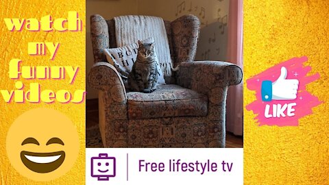 Funny and Cute Cat's Life 👯😺 Cats and Owners are the best friends Videos Funny and Cute Cat's Life