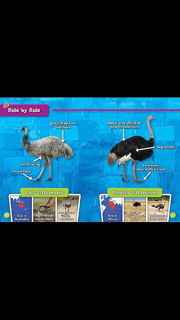 Was This a Ostrich or Emu ? Either Way What is it Doing Downtown in Houston Texas ??