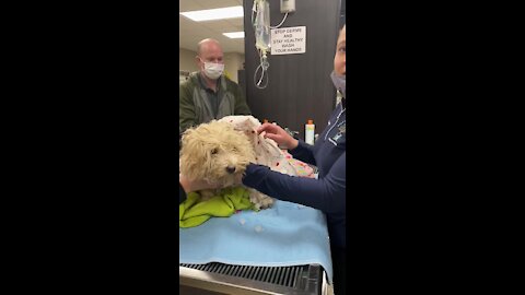 Dog rescued from Detroit River after 4 days on the ice