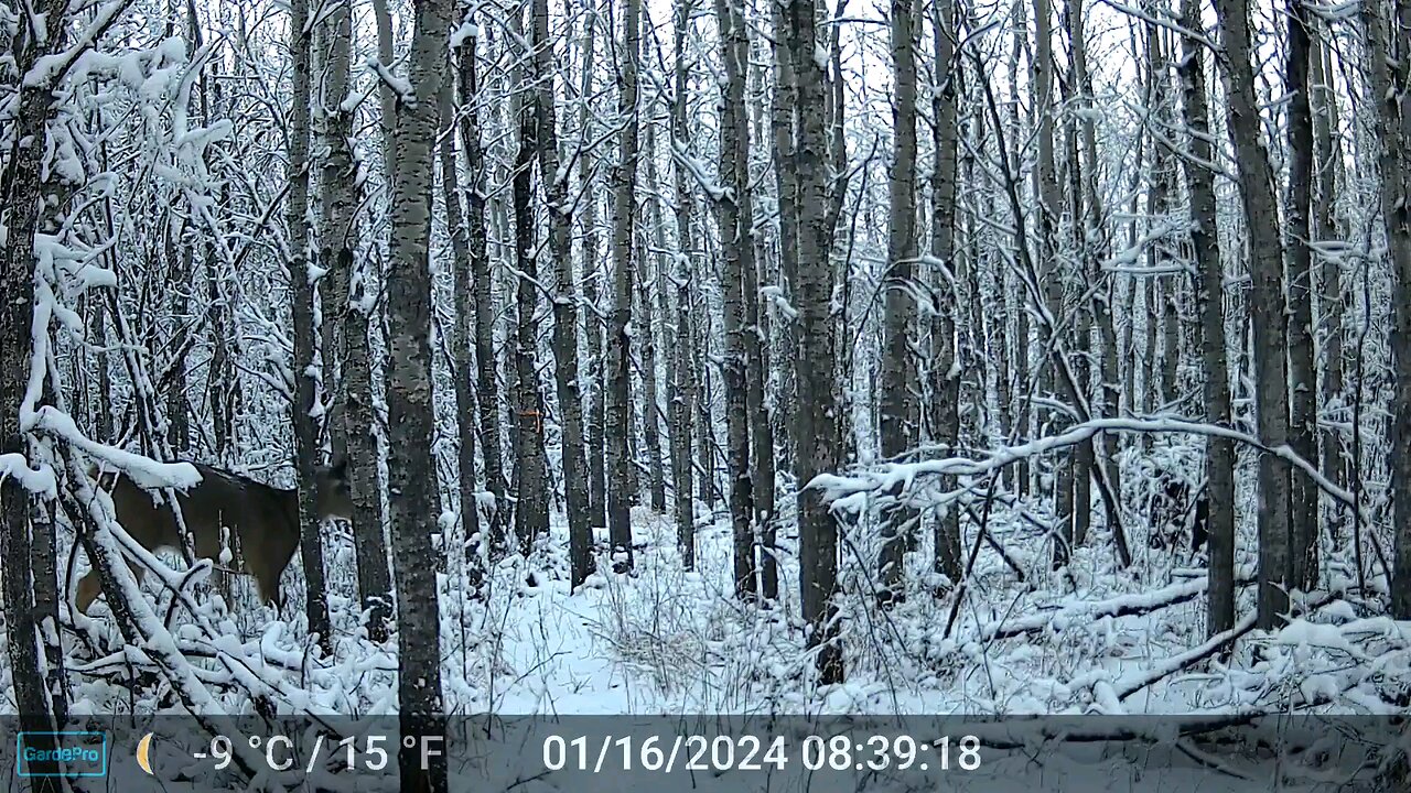 Trail Cam Footage