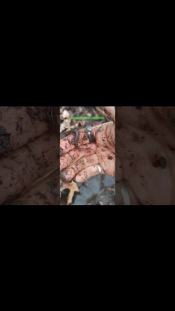 Black Mountain Salamander : Life on Doc's Farm AppalachiaLife #permaculture