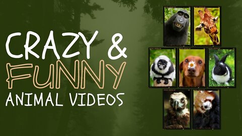 Funny FAT Animals - Animated Short Films