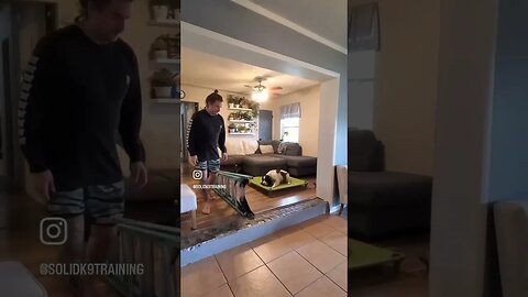 Working a dog through fear and stress