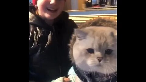 PLAYING CAT VIDEO MEAWWW