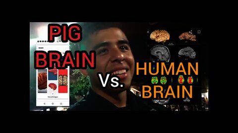 PIG BRAINS on FULL DISPLAY: PIGS hired for HOW they SMELL not HOW they THINK #PigsStink #PRESSER