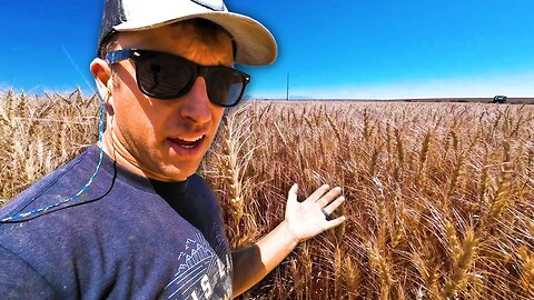 NO WAY! GOOD WHEAT! - Harvest Part 7