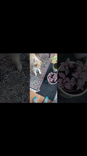 My dogs reaction to first time playing with talking babble ball