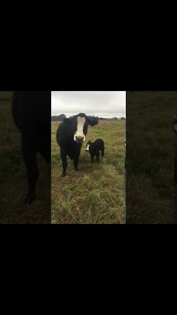 Cow Brings Cute Little Baby Over To Show it off to owner.