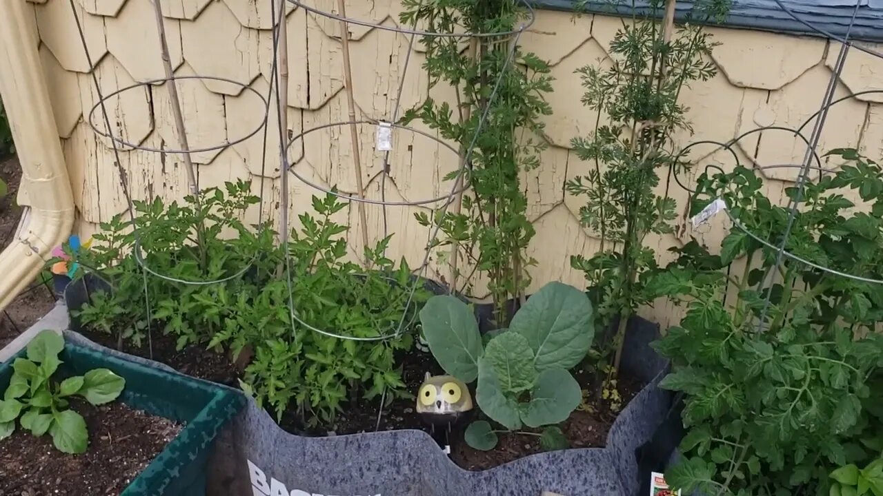 The Biggest Cilantro in the World!