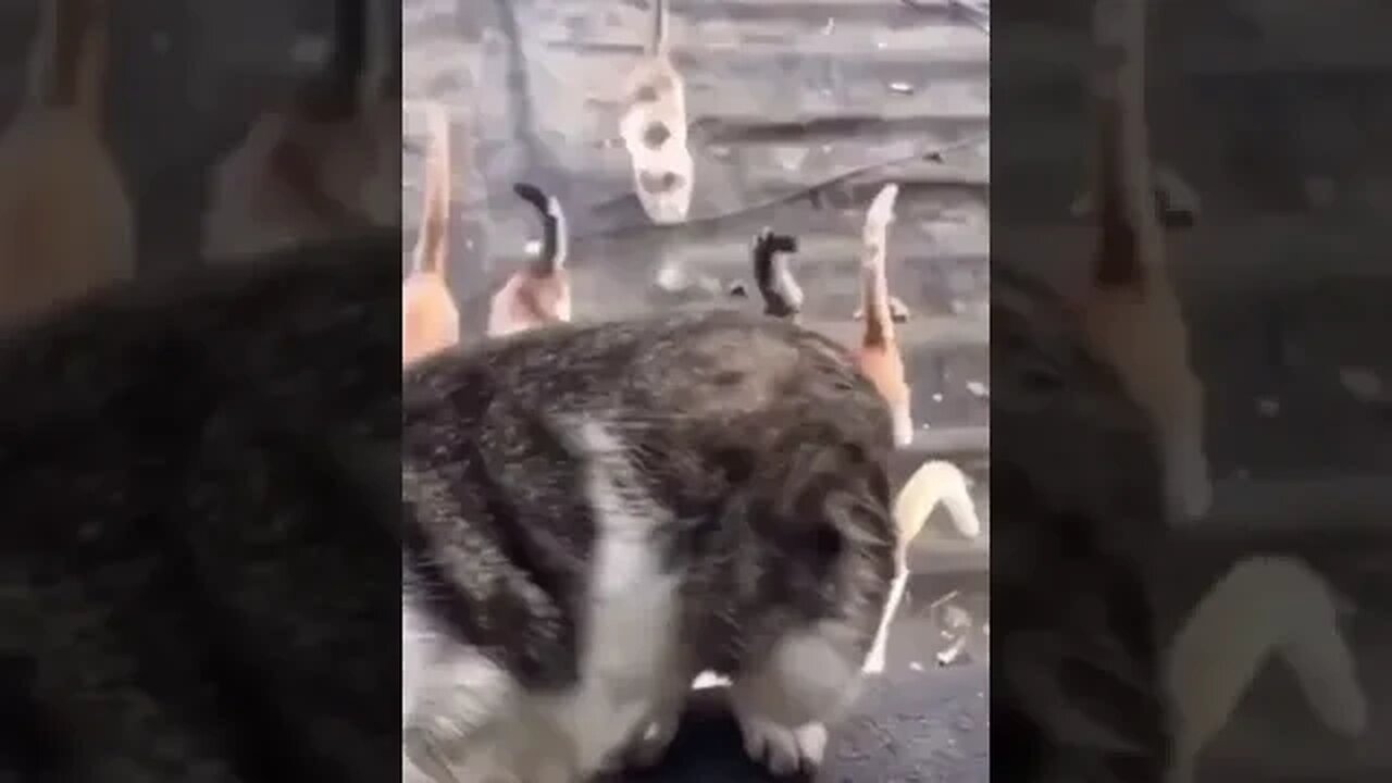 PLAYING CAT VIDEO MEAWWW