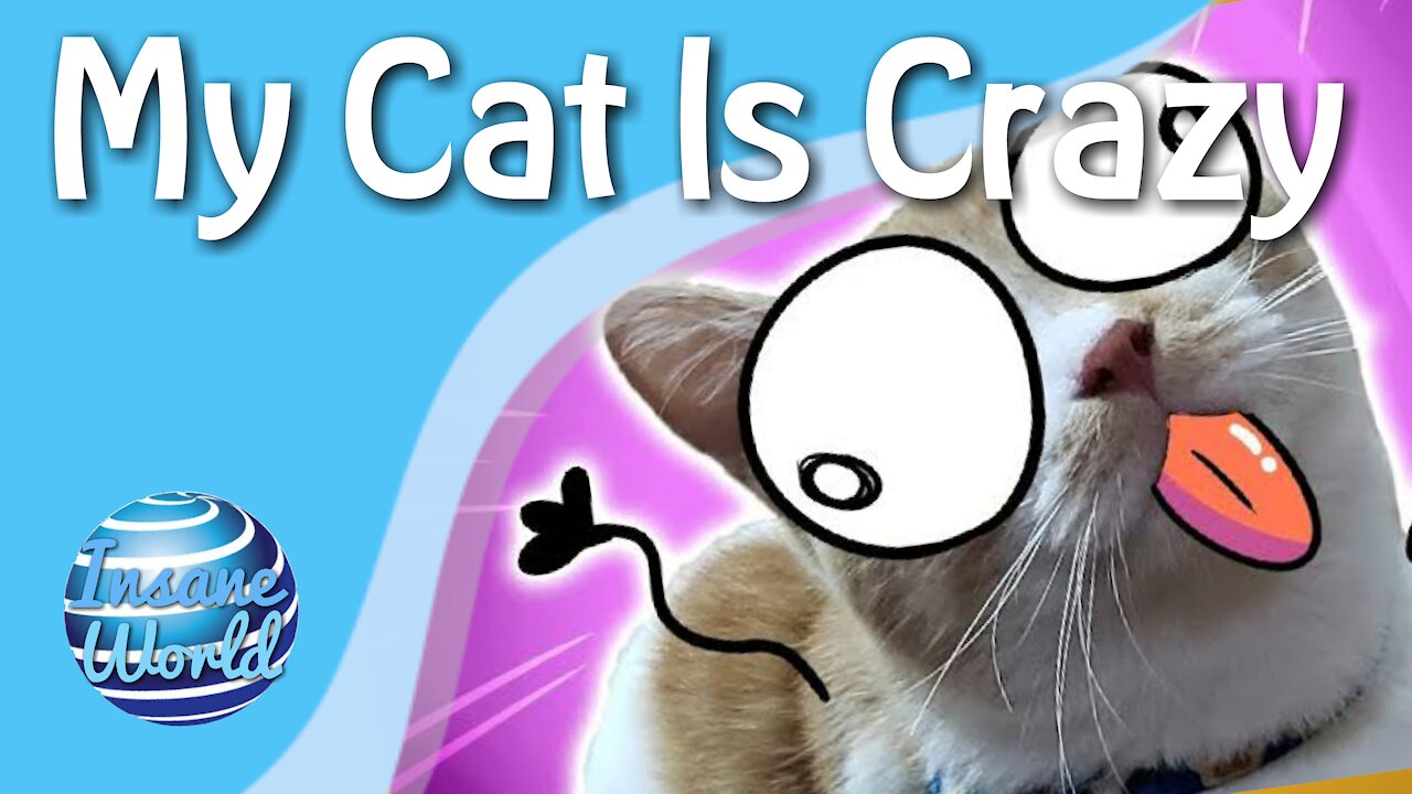 My Cat Is Too Crazy