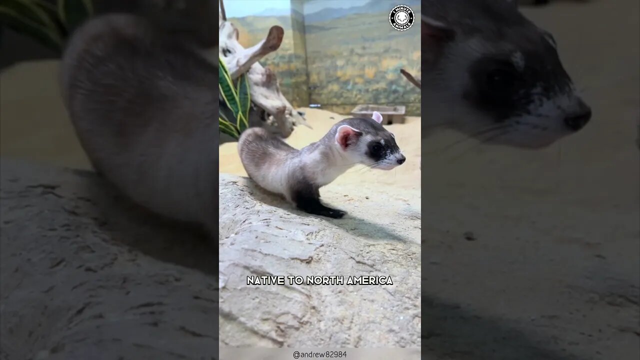 Black-footed Ferret 🦡 The Cutest Little Bandit!