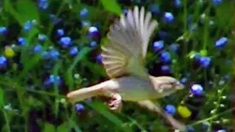 IECV NV #366 - 👀 House Sparrows Eating At The Orange Feeder 5-29-2020