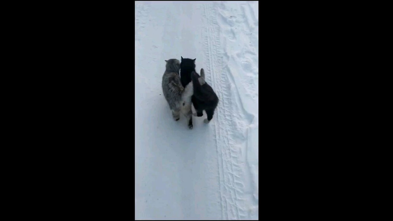 Funny cat walking 1