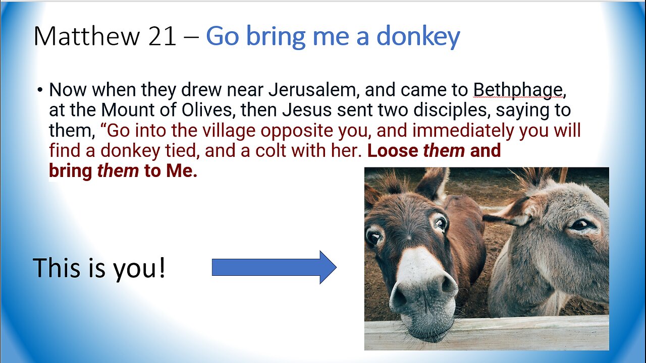 Bring Me A Donkey!