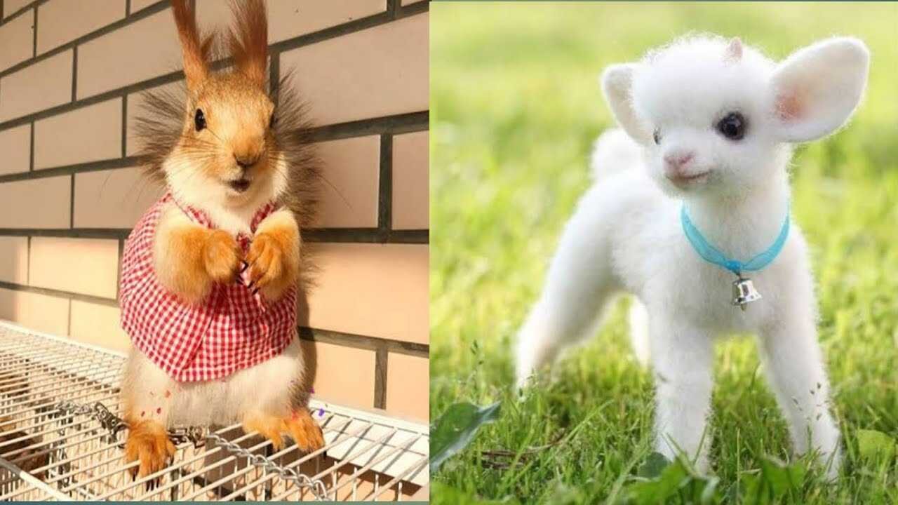 Cutest baby animals ever || CUTE Baby animals complilations ||cute movements of baby animals