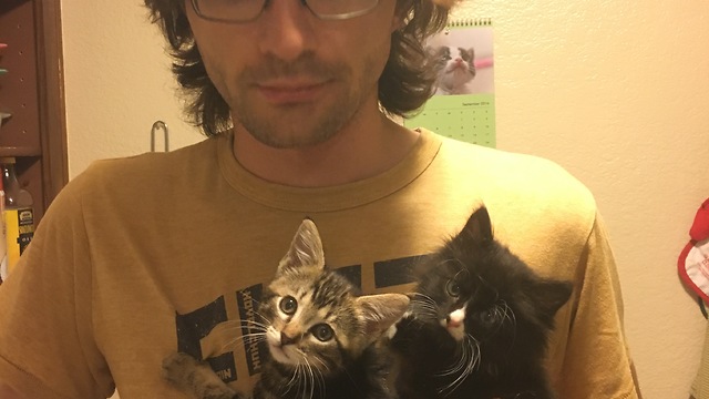 Foster kittens want their breakfast!