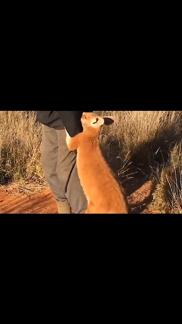 Orphaned Baby Kangaroo Won't Let Go Of His Rescuer