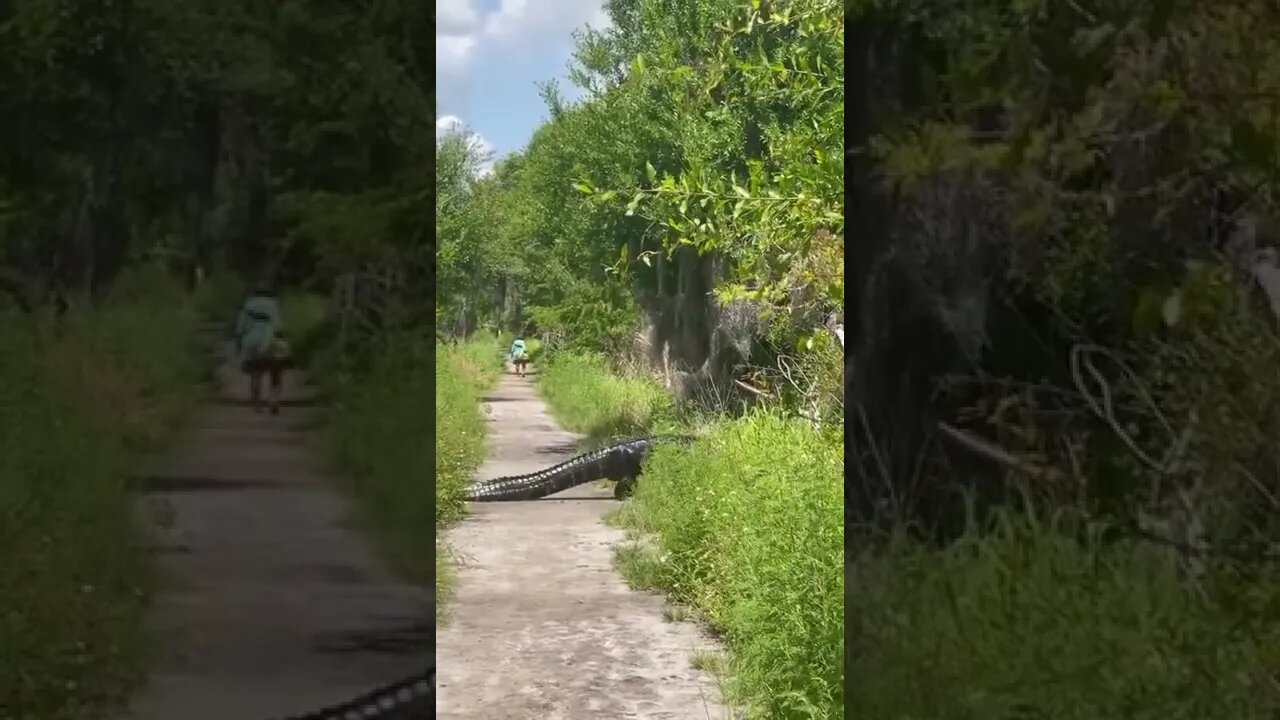 Post Hurricane Ian Gator Path
