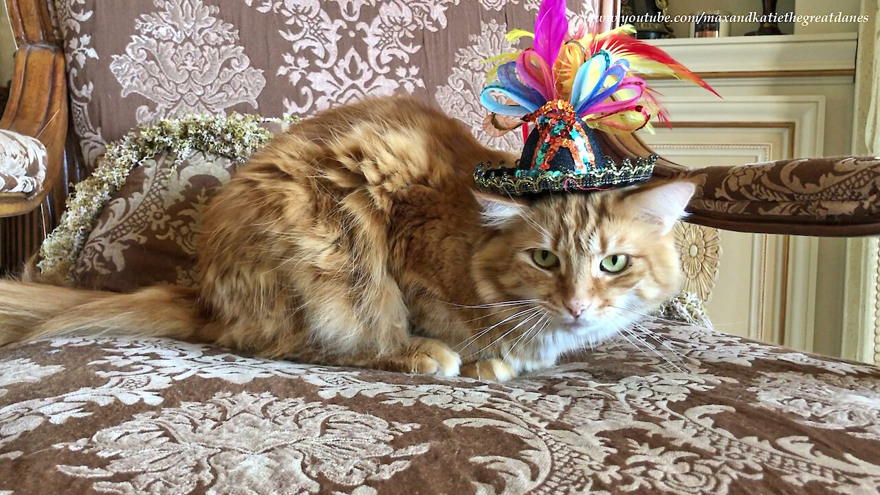 Cat In The Hat Models Easter Bonnet Mardi Gras Hat For Great Dane