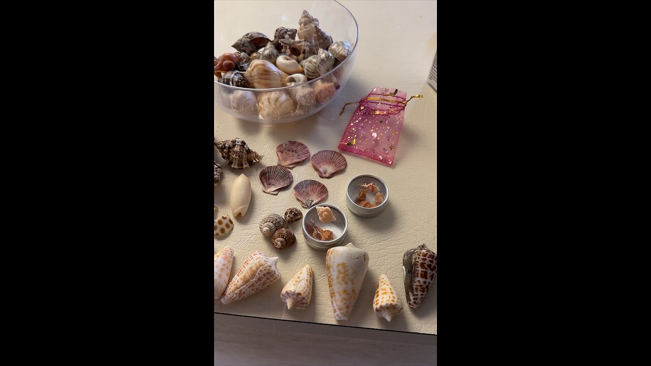 3,809 Seashells Collection For Sale PT 1! 4K