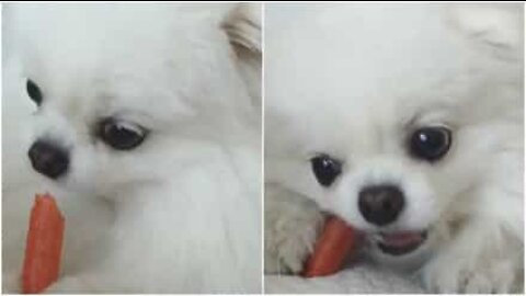 사탕을 소중하게 보호하는 개