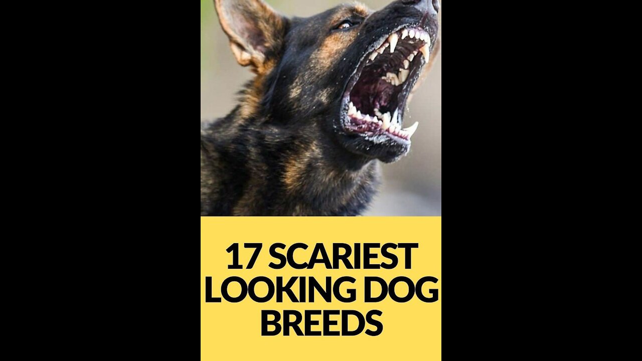 Top ten most aggressive dog breeds