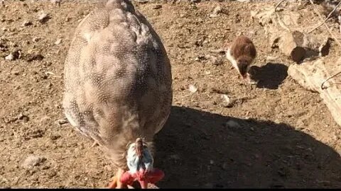 Baby guinea fowl survives first night out of nest with mum