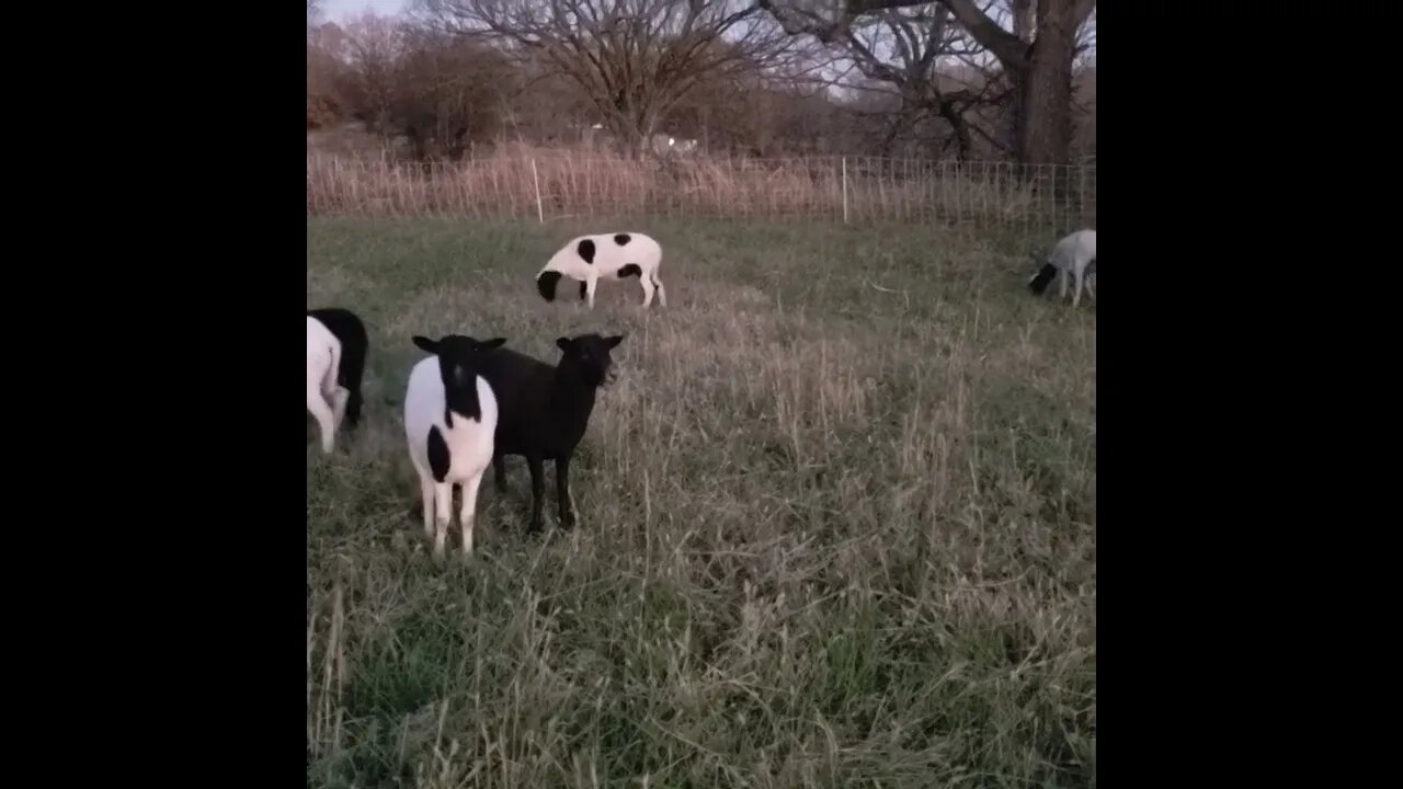 Frisky SHEEP after move!! #animals #farm #cute #shorts #homesteading