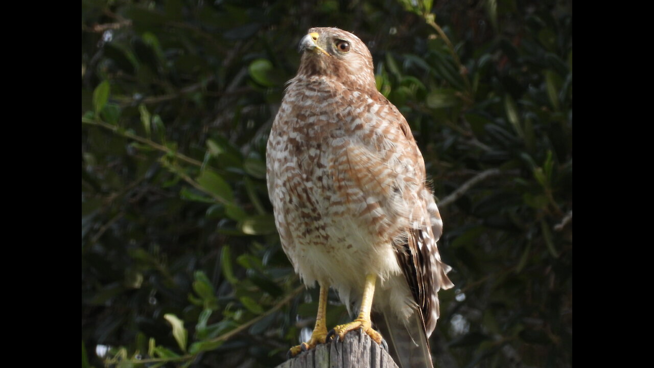 Cooper's Hawk #NatureInYourFace