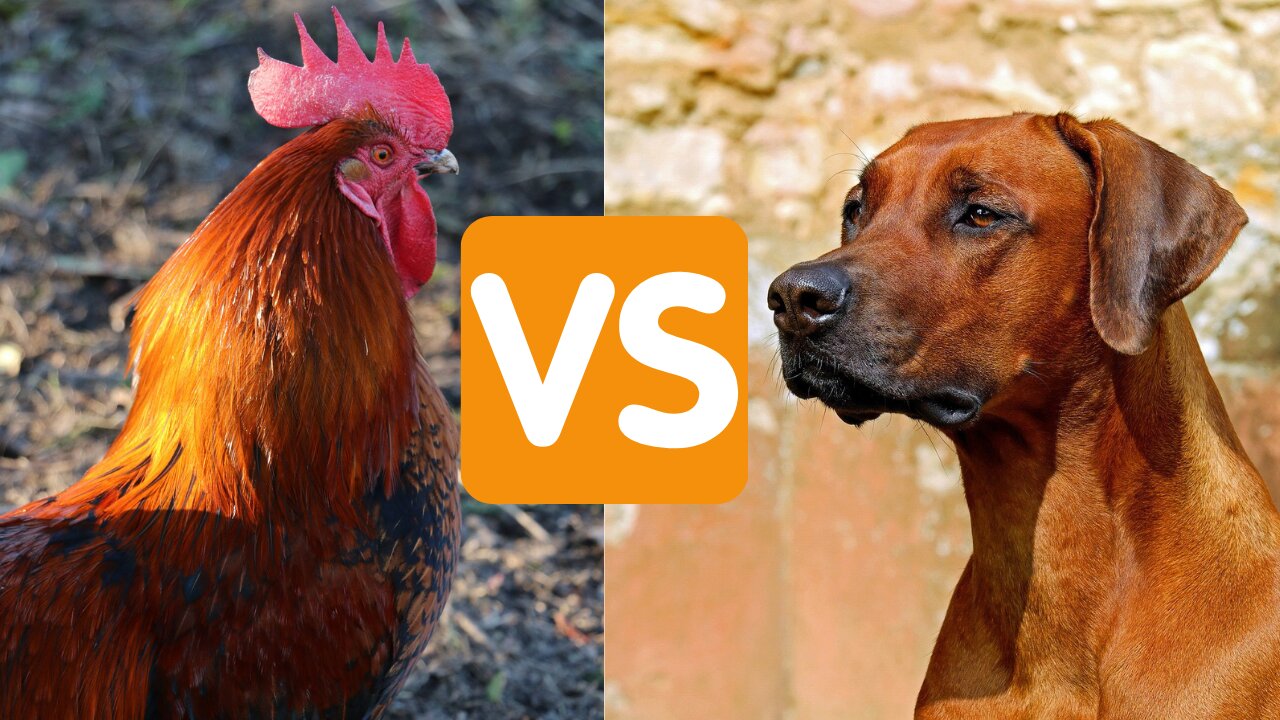 Who will win? Dog Vs Chicken Funny animal viedo