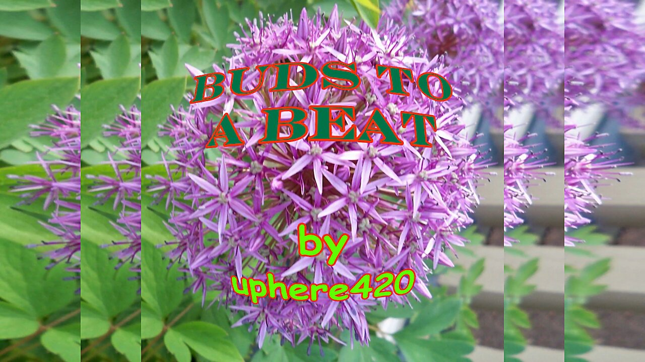 Buds To A Beat by uphere420